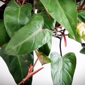 philodendron red emerald